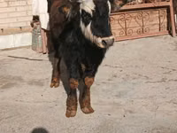 सांड, मवेशी — फ़ोटो 1