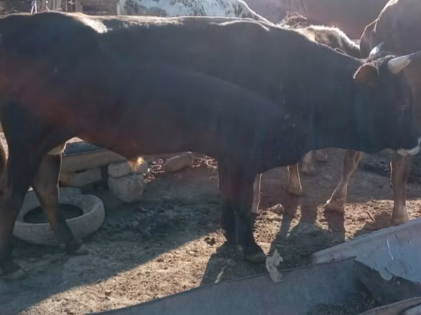 公牛, Cattle — 哈萨克斯坦