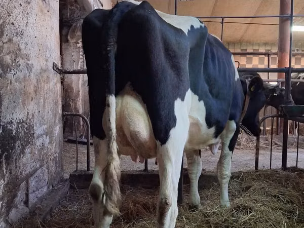 गाय, गोलस्टीन नस्ल