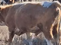 雄牛, Swiss cattle — 写真 5
