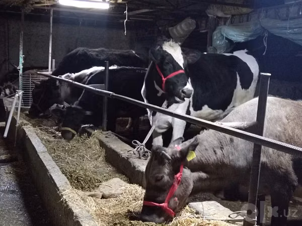 Cow, Simmental cattle