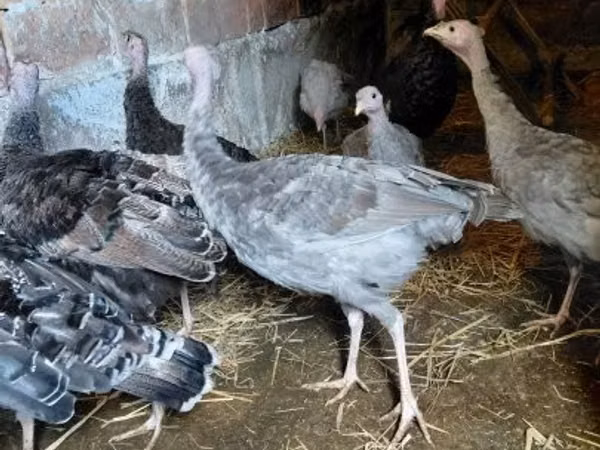 Turkeys