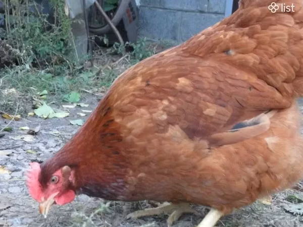 Chickens — Armenia