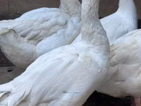 Geese — foto 2