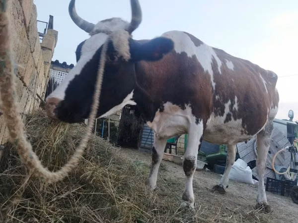 암소, Simmental cattle