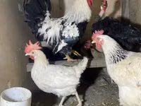 Chickens — عکس 1