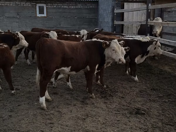 Bull, Kazakh White-headed cow — Kazakhstan