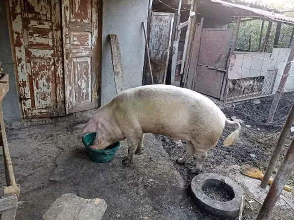 Boar, Pigs — Georgia