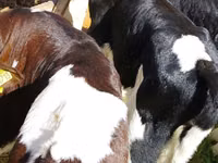 گاو و گوساله (گروه، جنسیت مشخص نشده), Russian Black pied cattle — عکس 3