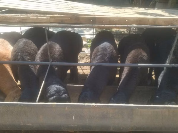 Ram, Sheep — Uzbekistan