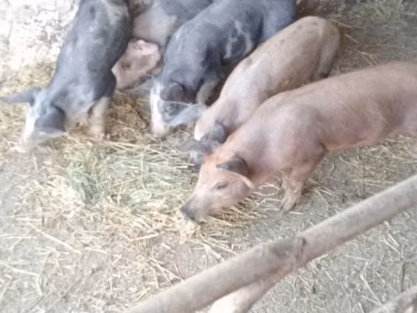 แม่สุกร, หมู — มอลโดวา