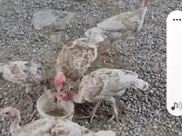 Turkeys — foto 2