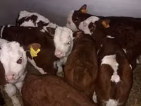 Bou, Bovine — foto 2