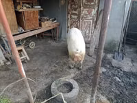 Boar, Pigs — photo 2