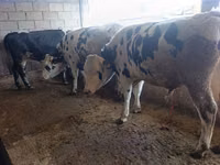 Byk, Russian Black pied cattle — zdjęcie 1
