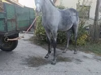ፈረስ, Horses — ፎቶ 1