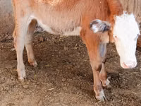 گاو ماده, Simmental cattle — عکس 3