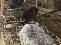 Koç, Hissar sheep — foto 5