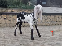 Billy Goat, Nubian Goat — photo 5