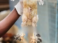 براهما — عکس 5