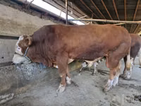 Bull, Simmental cattle — photo 2
