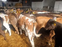 소(암수 미지정, 묶음), Simmental cattle — 사진 3