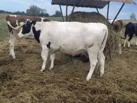Lo’, Holstein breed — sawirka 3