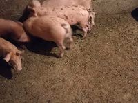 Vier, Porci — foto 2