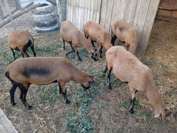 Sheep, Cameroon sheep