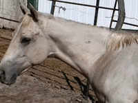 Horse (M), Quarter Horse — photo 3