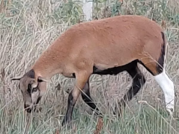 میش, Cameroon sheep