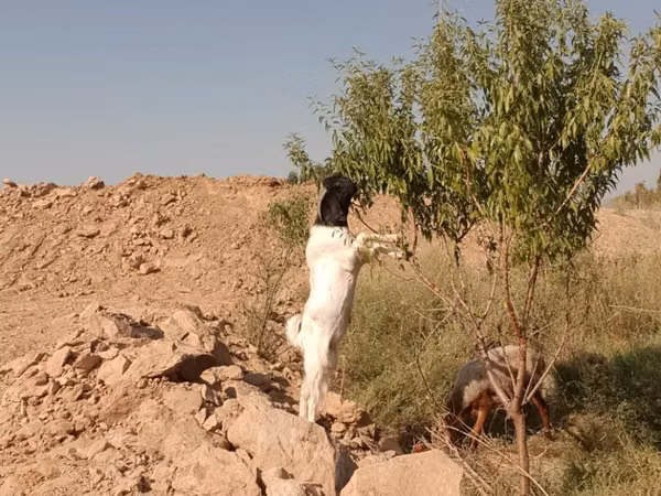 बकरी, Beetal goats