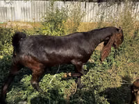 Cabra, Kamori goats — foto 2