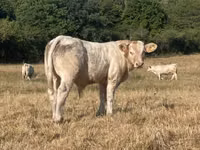 Bik, Charolais cattle — fotografija 2