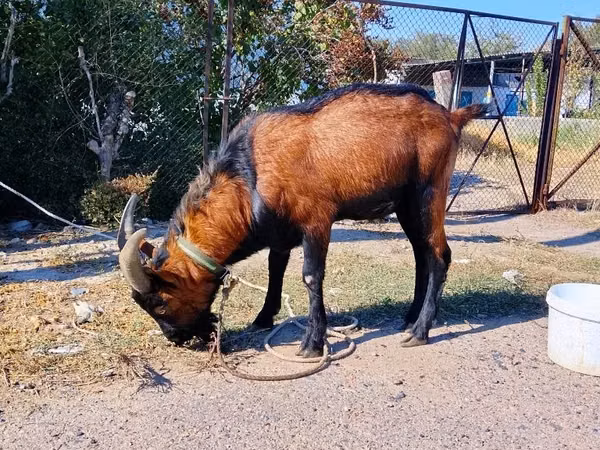 Buk, Alpine goat