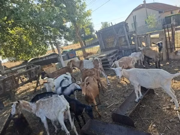 Goat, Nubian Goat — Hungary