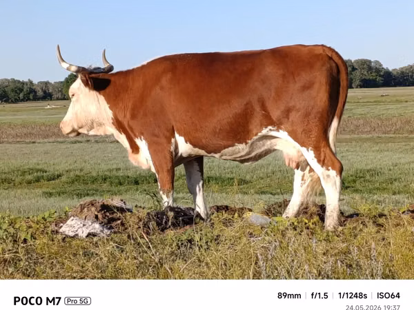 Cow, Latvian Blue cattle — Kazakhstan