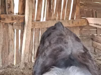 Dibi, Swiss cattle — sawirka 3