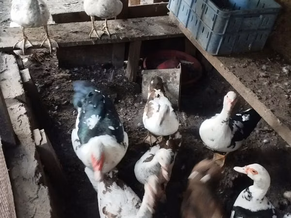 Ducks — Azerbejdżan