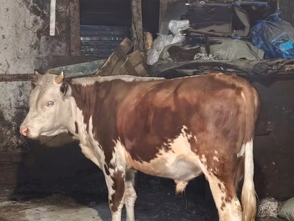 Cow, Simmental cattle — Kazakhstan