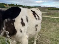 Cow, Cattle — photo 3