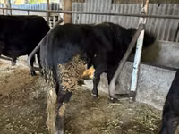 Bull, Aberdeen-Angus — photo 2