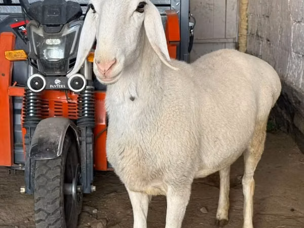 母羊, Sheep
