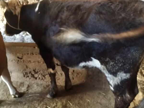Cow, Cattle — Kyrgyzstan