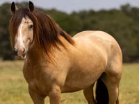 Kůň, Gypsy horse — foto 2