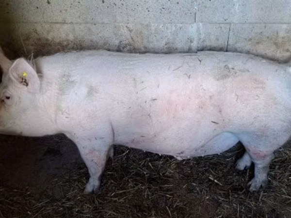 Boar,  — Hungary