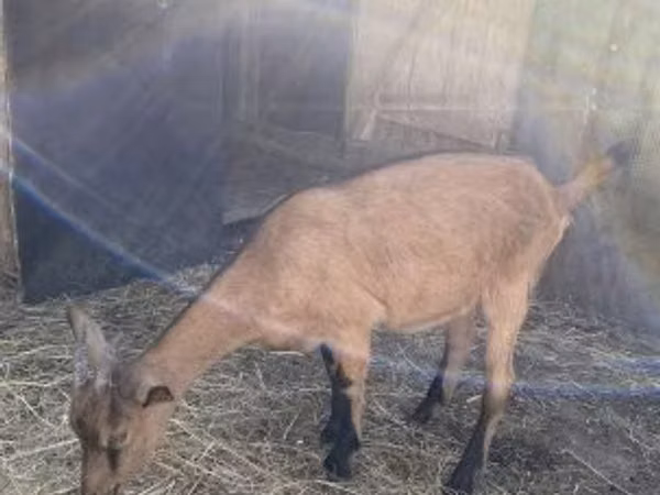 Goat, Alpine goat — Hungary