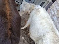 Sapi (batch, jenis kelamin tidak disebutkan), Cattle — foto 6
