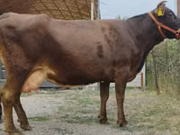 İnək, Simmental cattle — foto 5
