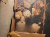 Chickens — foto 1